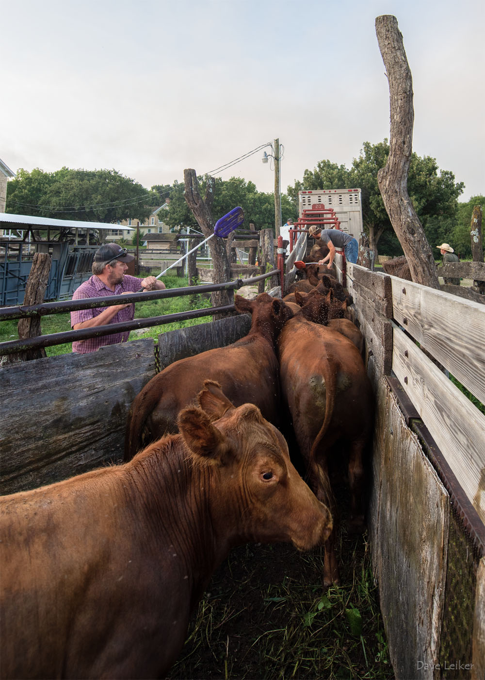 Loading cattle at the Sauble Ranch, 2017