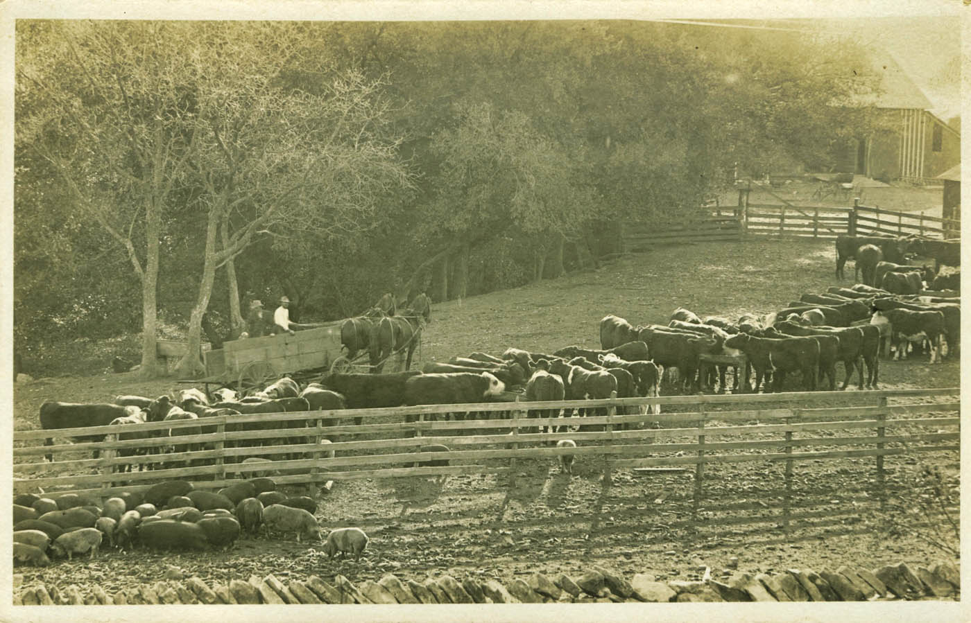 Cattle in the corral