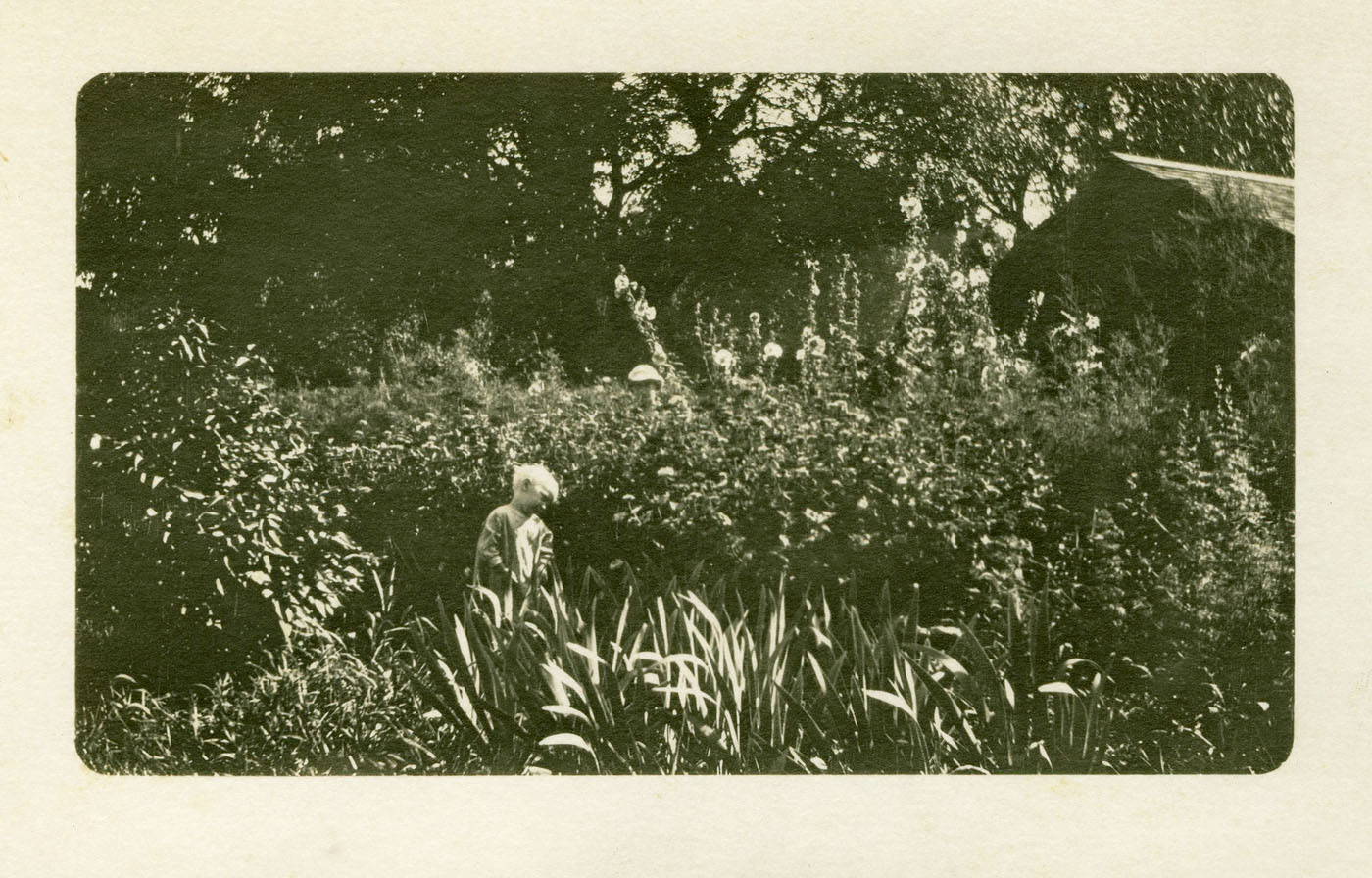 child in hollyhock garden