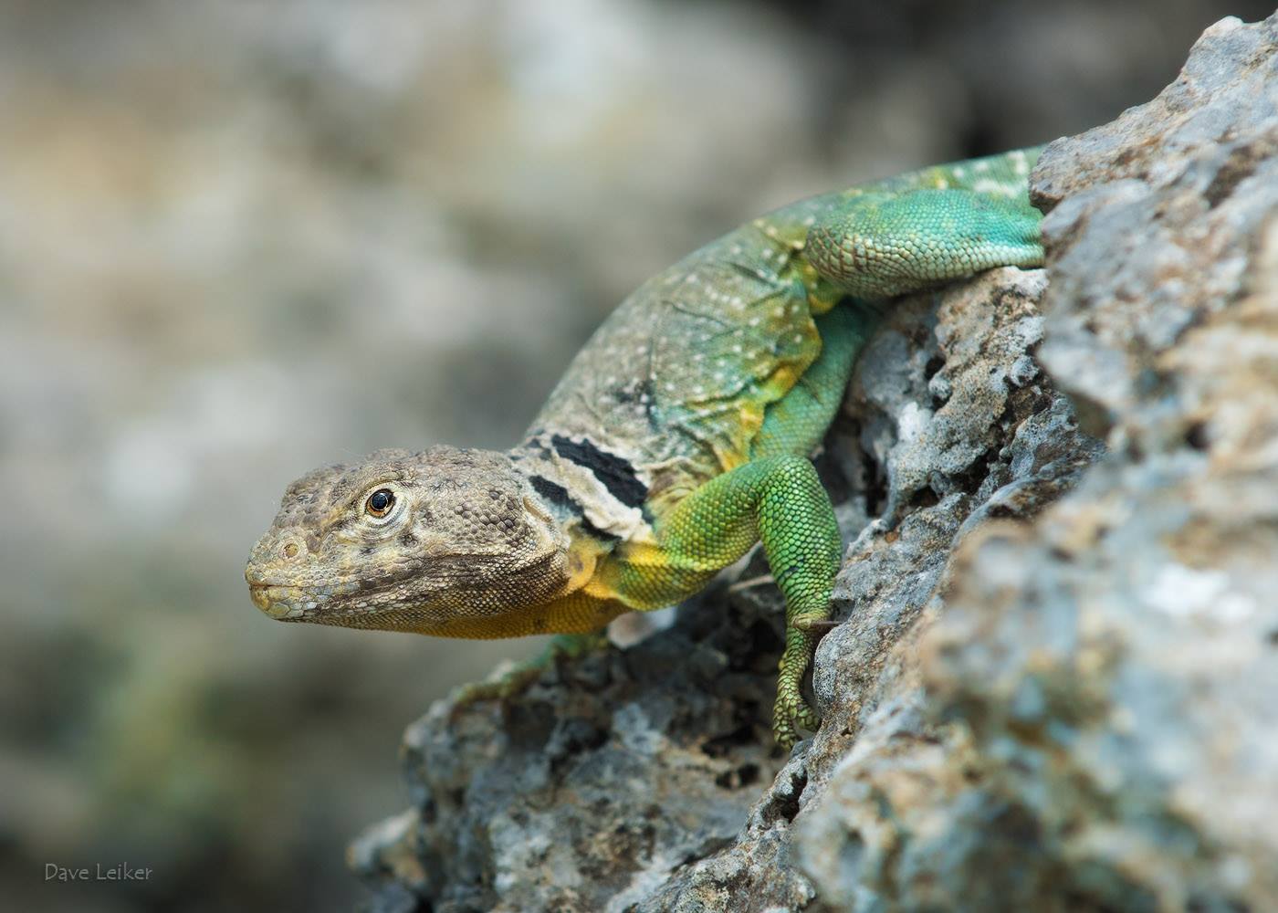 Collared lizard on rocks