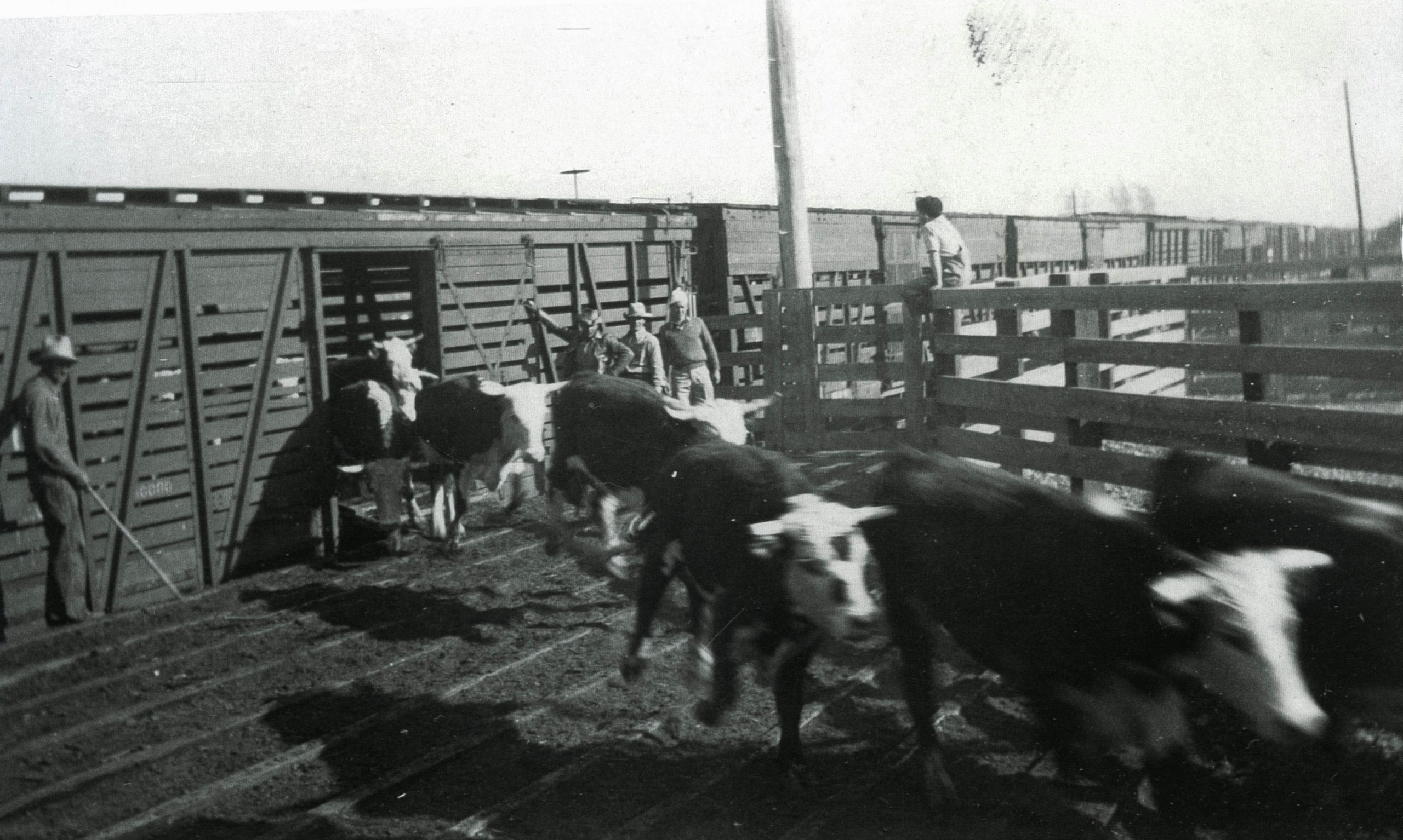 Cattle being unloaded from railroad cars