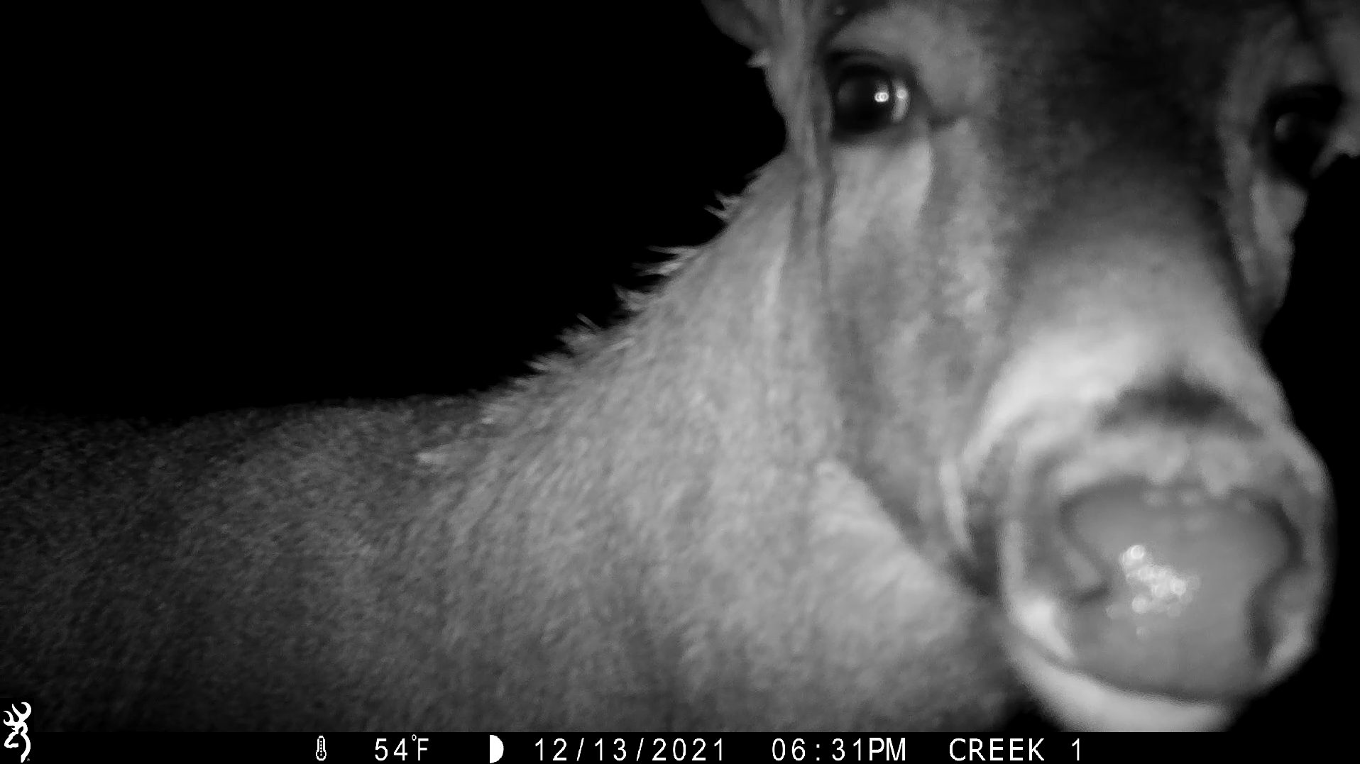 Deer looking into camera