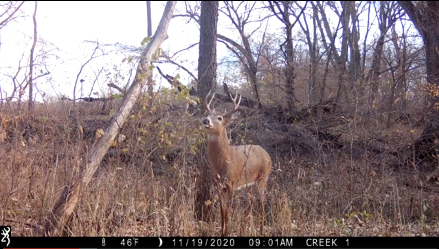 Deer looking into camera