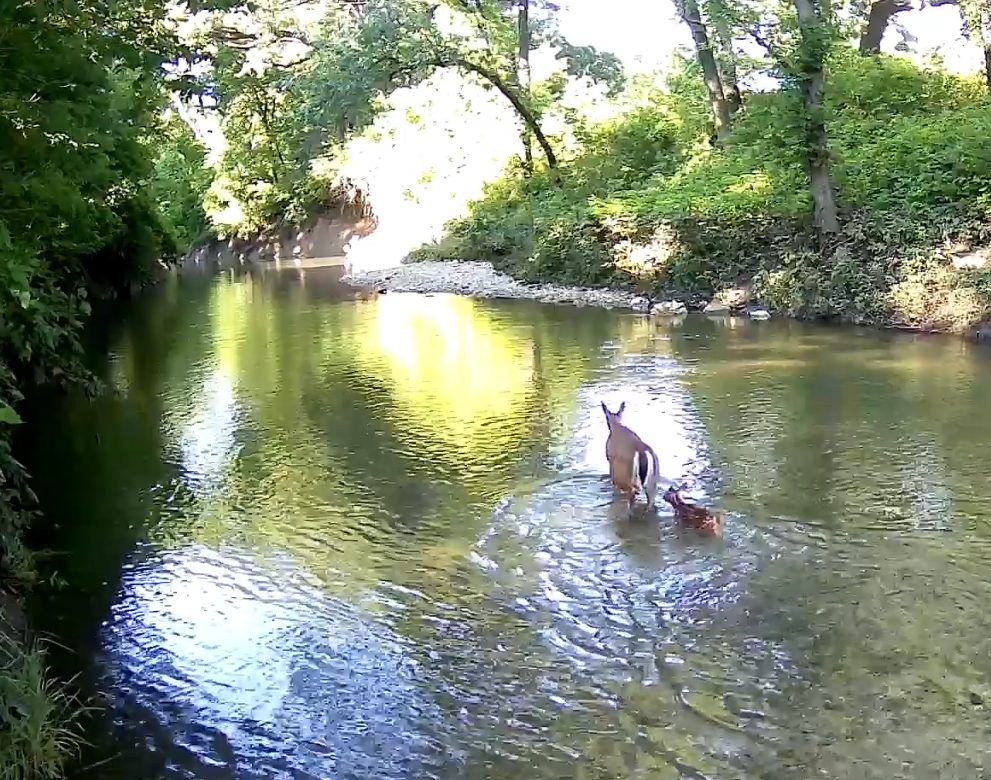 Doe and fawn wading in Crocker Creek